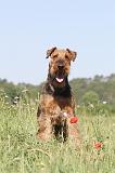 AIREDALE TERRIER 010